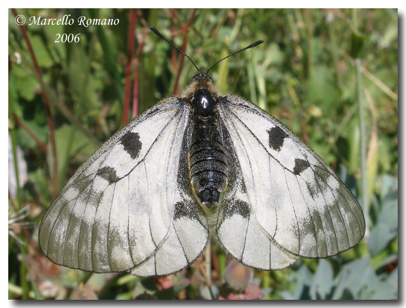 La Parnassius mnemosyne in Sicilia (Lep., Papilionidae)